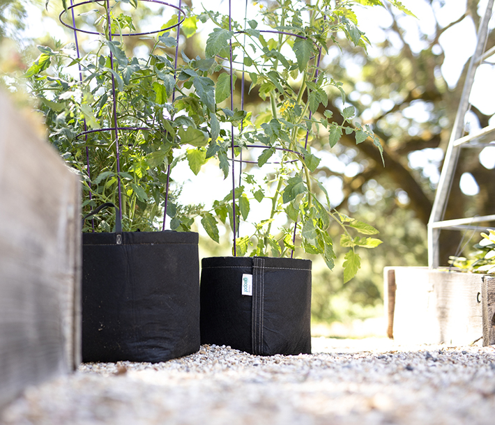 Two black GeoPot Fabric Pots show their stability with plants growing up its tomoto cage
