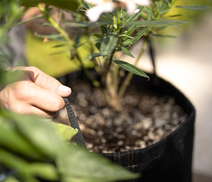 A gardener easily moves a GeoPot Fabric Pot Black using the sturdy and convenient handles