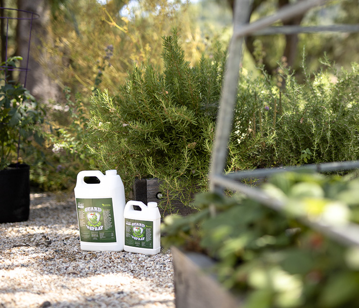 Guard n’ Spray’s 1- and 4-liter sizes shown in a lush garden setting