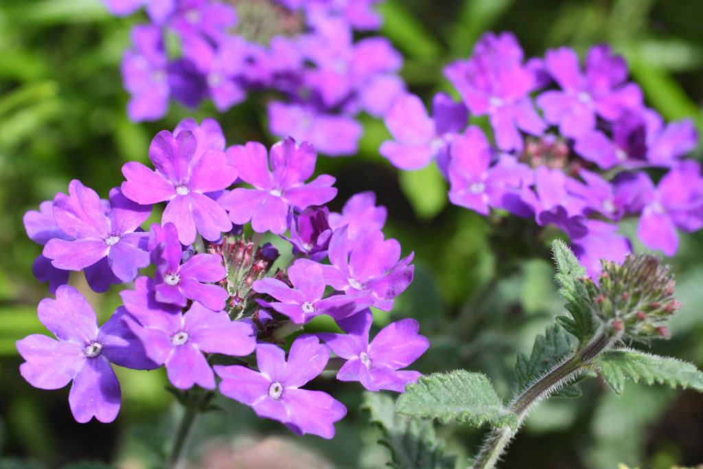 bright purple verbena flowers