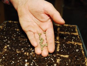 hand sprinkling seeds into a cardboard propagation tray filled with soil