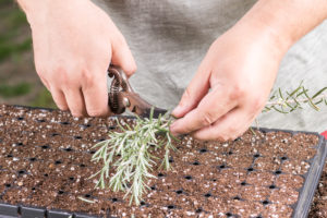 hands cutting rosemary plants in preparation for propagation into a plastic tray filled with soil