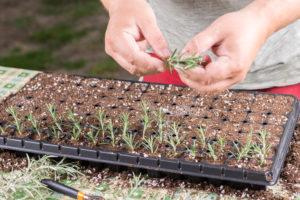 hands placing rosemary cuttings into a plastic propagation tray filled with soil