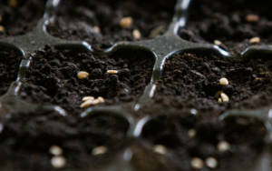 seeds in damp soil in a plastic propagation tray