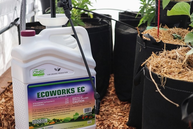 ECOWORKS EC, shown with black Geopots, is an OMRI-Listed 4-in-1 organic pesticide